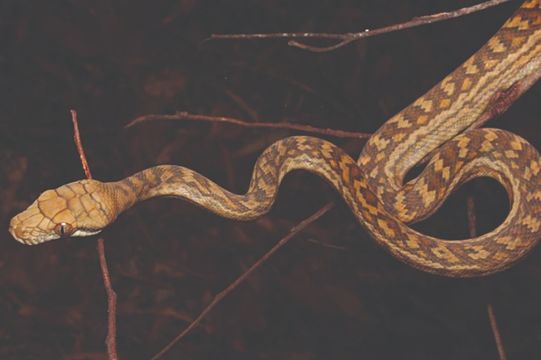 AMETHYSTINE PYTHON – Morelia kinghorni