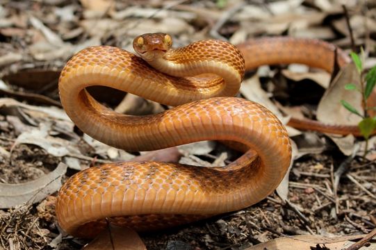 BROWN TREE SNAKE – Boiga irregularis