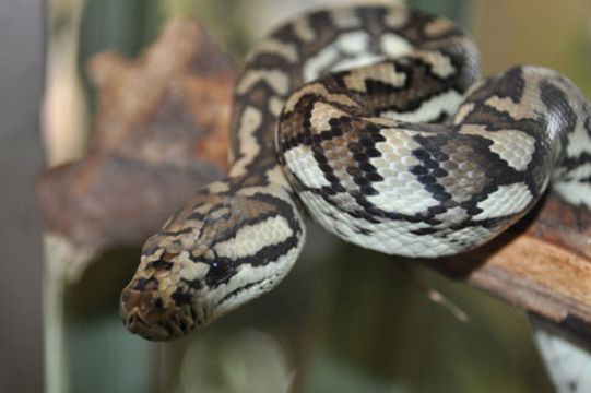 CARPET PYTHON – Morelia spilota