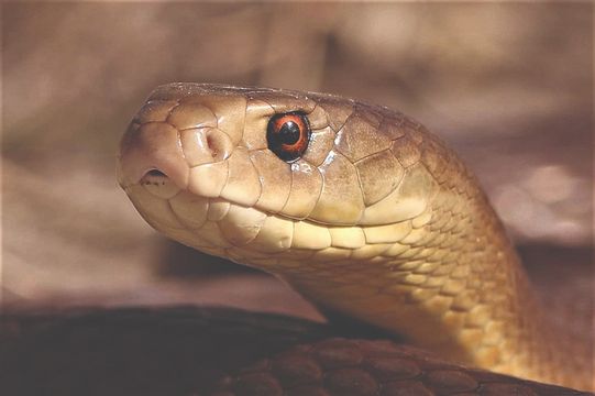 COASTAL TAIPAN – Oxyuranus scutellatus