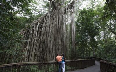 Curtain Fig Tree Boardwalk
