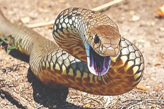 EASTERN BROWN SNAKE – Pseudonaja textilis