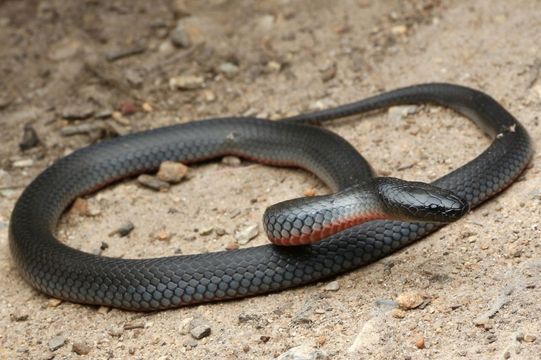 EASTERN SMALL-EYED SNAKE – Cryptophis nigrescens