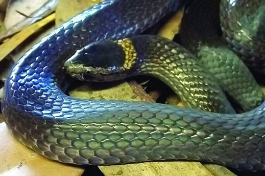 NORTHERN CROWNED SNAKE – Cacophis churchilli