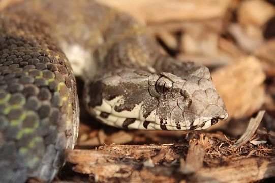 NORTHERN DEATH ADDER – Acanthophis praelongus