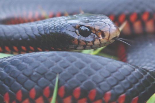 RED-BELLIED BLACK SNAKE – Pseudechis porphyriacus