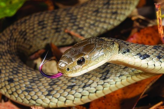 ROUGH-SCALED SNAKE – Tropidechis carinatus