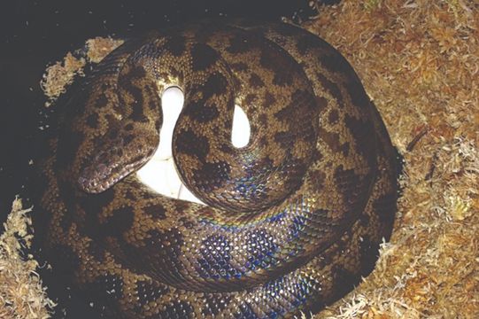SPOTTED PYTHON – Antaresia maculosa