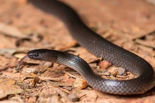 Slatey Grey Snake