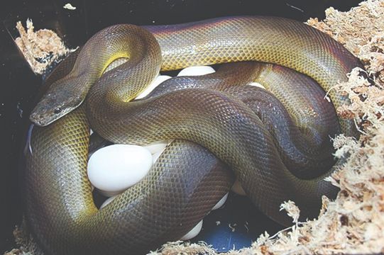 WATER PYTHON – Liasis mackloti