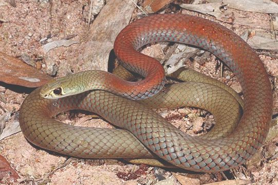 YELLOW FACED WHIP SNAKE – Demansia psammophis