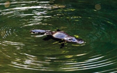 Yungaburra Platypus Viewing Platform