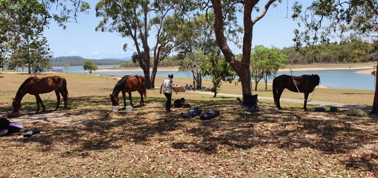 horse tinaroo