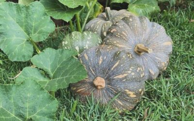 Veggie Gardening in Hot Months